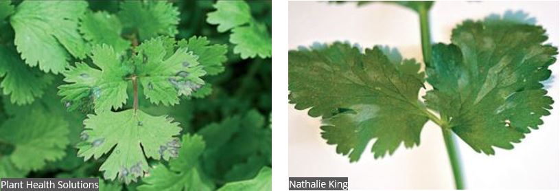 'Blue spot' and oedema symptoms on coriander